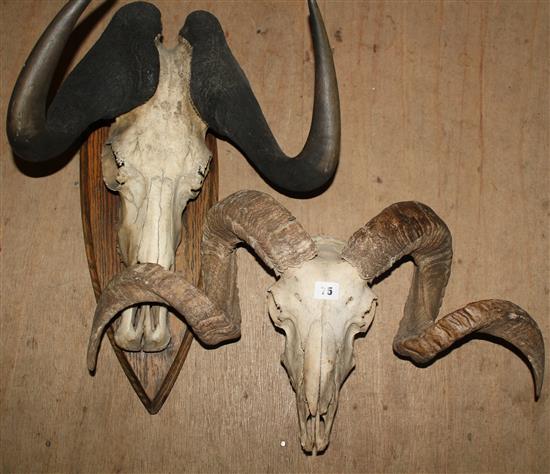 Two wall mounted skulls